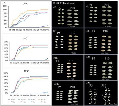 A preliminary mapping of QTL qsg5.1 controlling seed germination in melon (Cucumis melo L.)